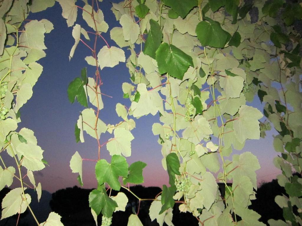 Ligo Bed & Breakfast Villanova d'Albenga Exterior photo