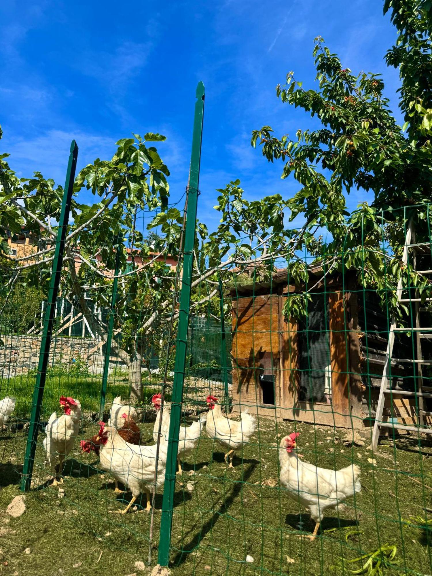 Ligo Bed & Breakfast Villanova d'Albenga Exterior photo